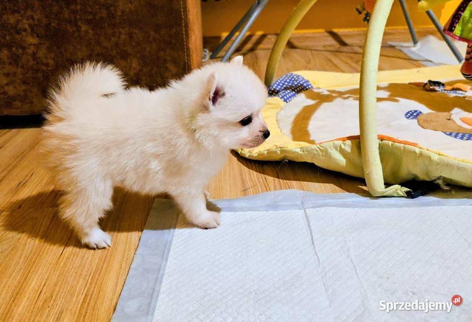 Szpic japoński Maszewo