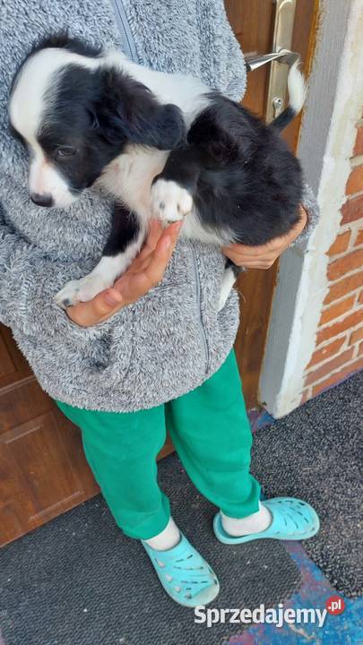 Yorkiepoo szczeniaki Warszawy gotowe do zmiany Płońsk