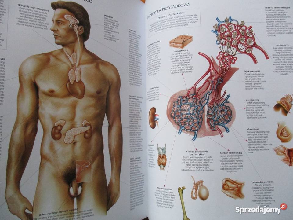 Histologie und mikroskopische Anatomiehistologia łódzkie