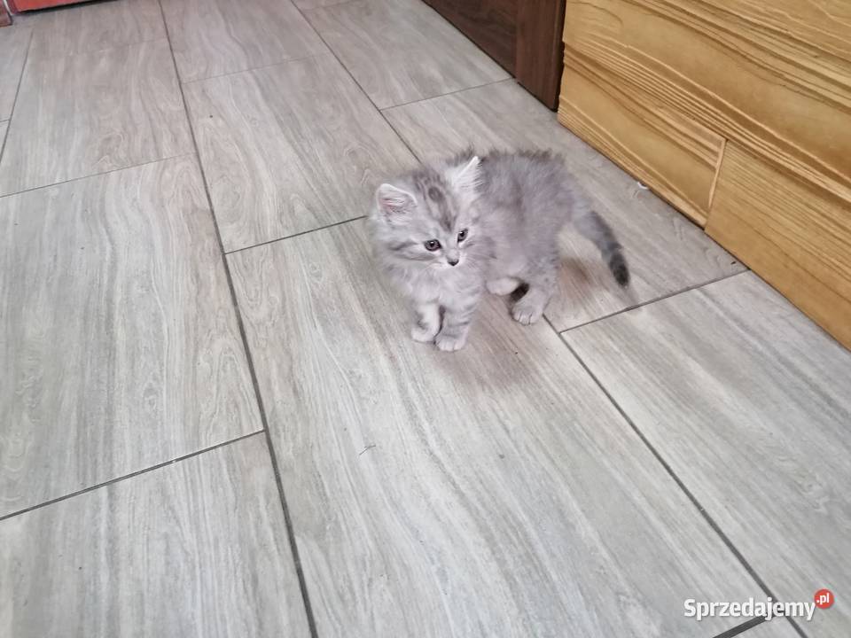 Kotek syberyjski Sucha Beskidzka sprzedam
