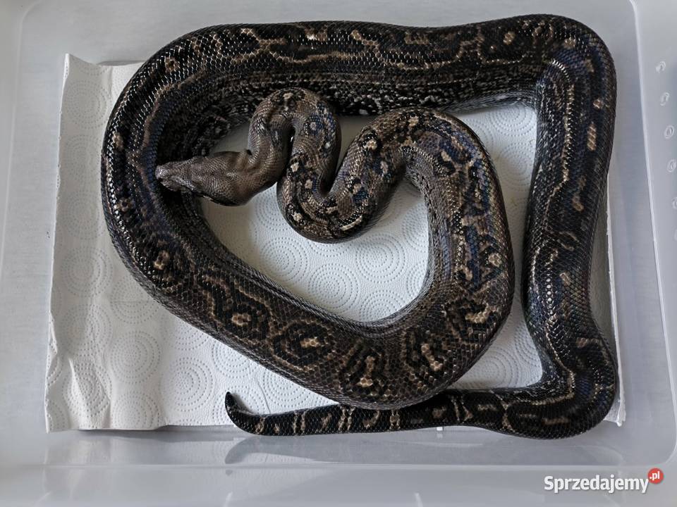 Boa constrictor Leopard Anery Type 2 samiec Gady i płazy Siedlce