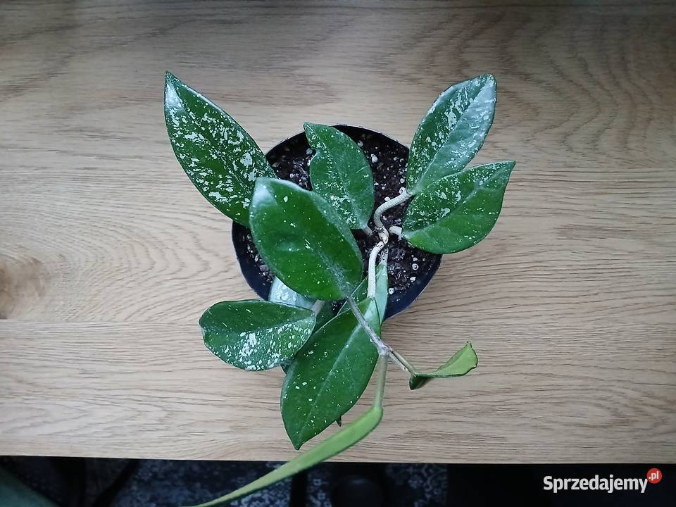 Hoya Carnosa Splash Częstochowa