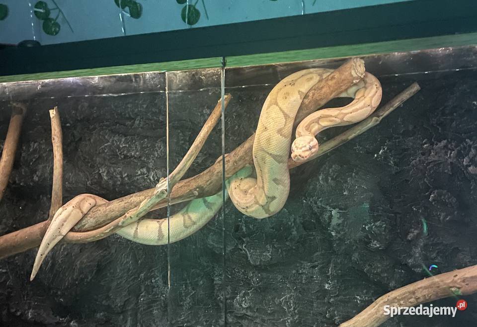 Pyton królewski razem z terrarium Bluszczów
