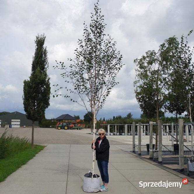 Brzoza pożyteczne Doorenbos duże sadzonki z Liściaste Ustroń sprzedam