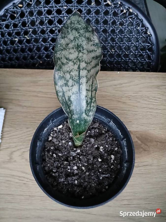 Sansevieria sanseweria kirkii varpulchra