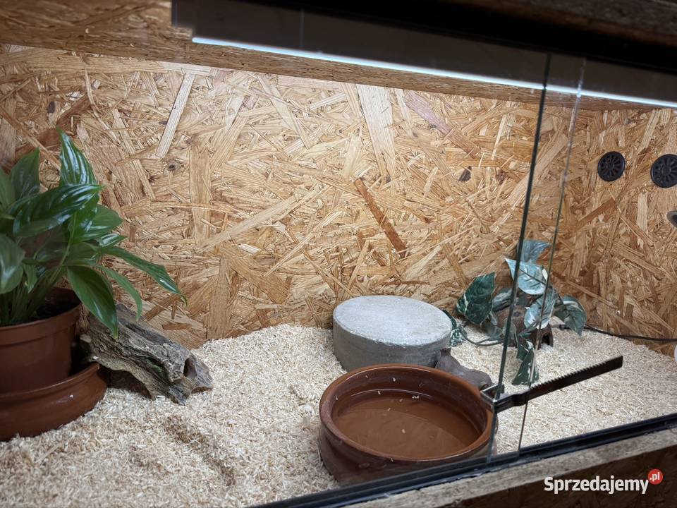 Terrarium osb 90 Terrarystyka