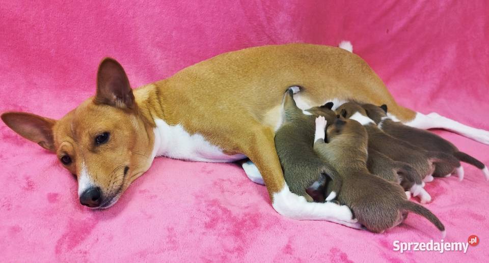 Szczenię Basenji Radom