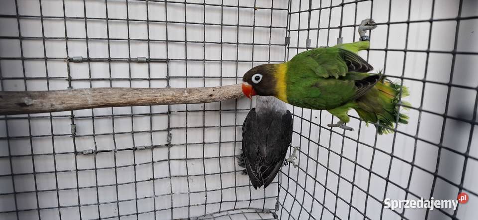 Nierozłączki Zakliczyn