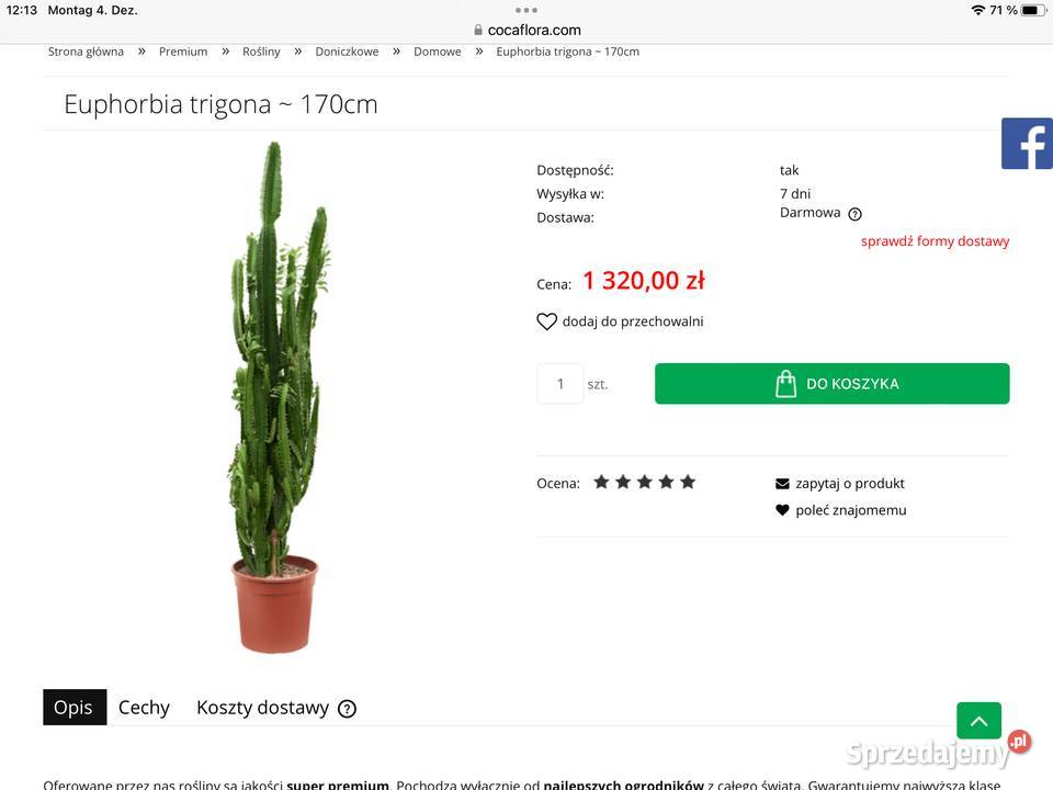 Piękne Euphorbie zielony dolnośląskie Dzierżoniów
