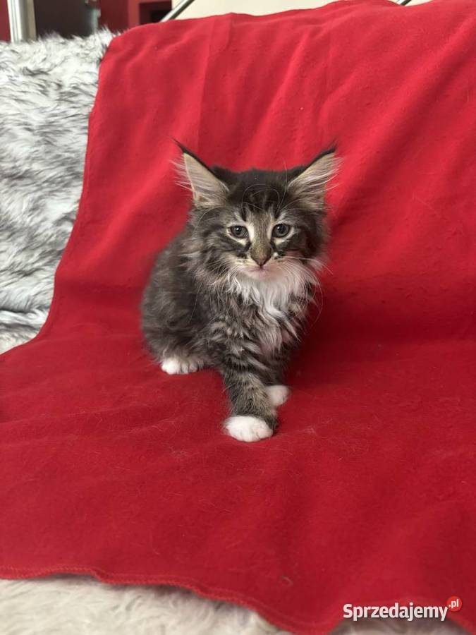 Kocięta Norweskie Leśne mazowieckie Warszawa