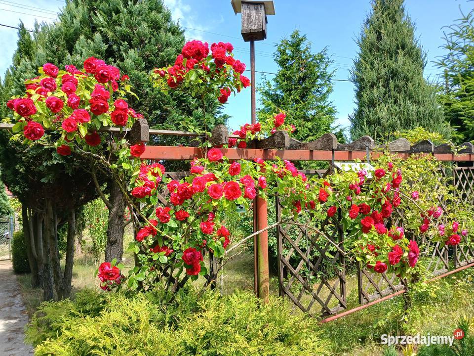 Działka ROD Szczecin Sprzedam