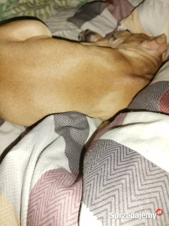 Szczeniak amstaff 3 miesięczny Amstaff śląskie Chorzów