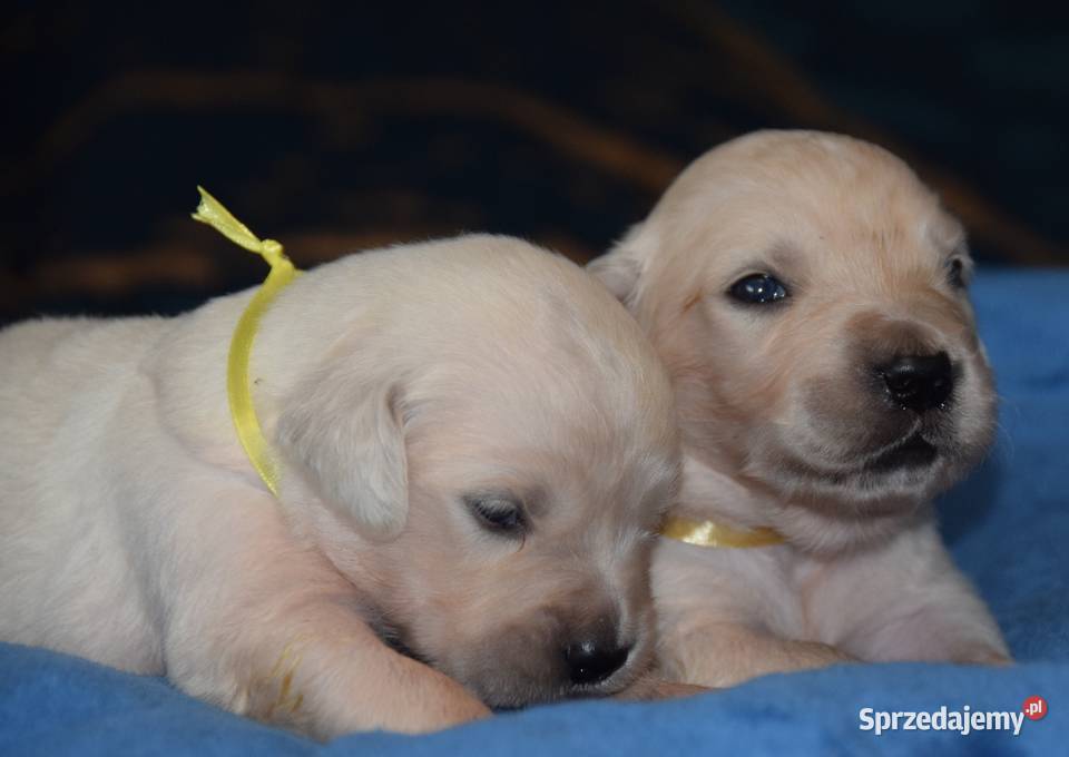 Golden retriever szczenięta zkwp fci mazowieckie Łochów