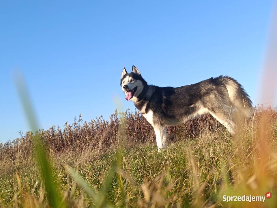 Krycie Husky syberyjski Reproduktor Jeżowe