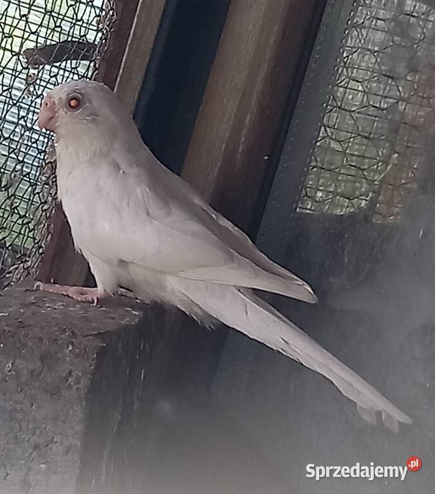 Zeberki papugi amadyny gołąbki diamentowe Staszów sprzedam