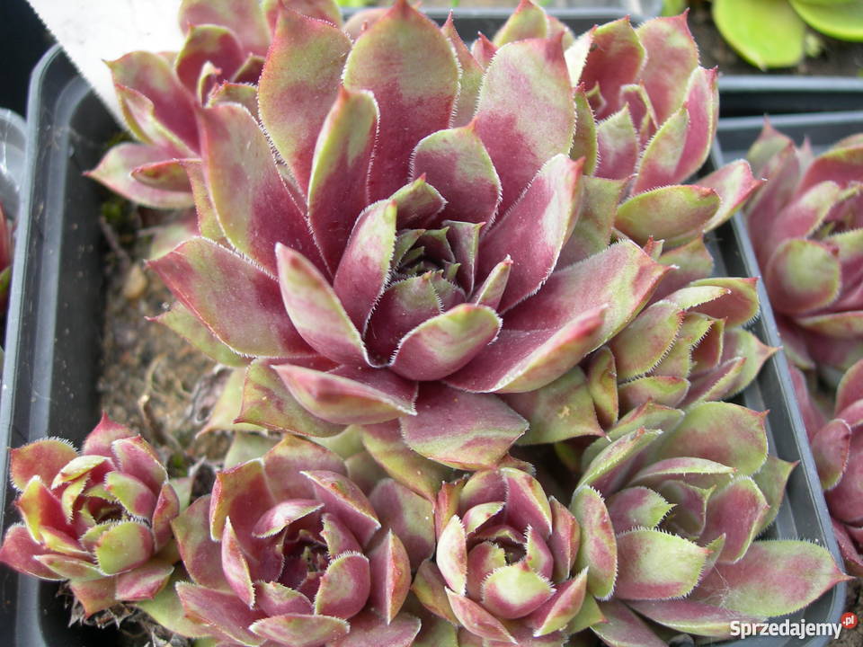 ROJNIK Sempervivum 30 Odmian