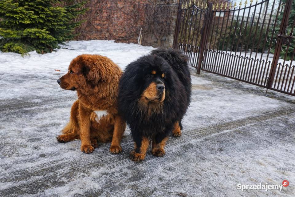 Mastif Tybetański szczeniak Sandomierz