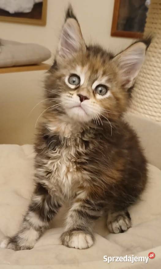 PULCHERIA koteczka MCO mazowieckie Bystrzanów