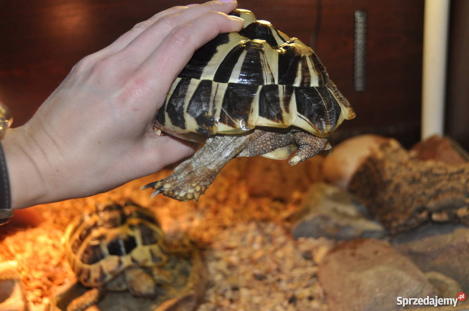 2 Żółwie Greckie kujawsko-pomorskie