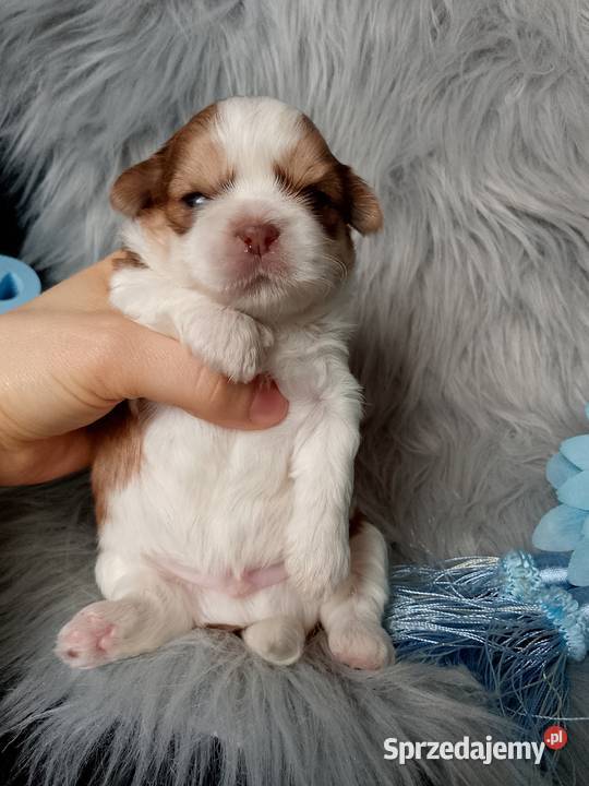 Piękny biało złoty piesek rasy ShihTzu