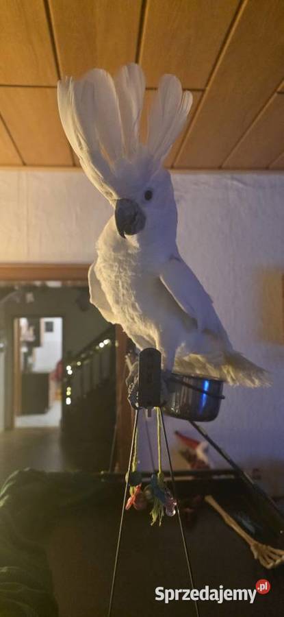 Papuga kakadu Alba Szczecin