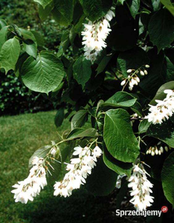 STYRAK OKRĄGŁOLISTNY Styrax obassia NASIONA 25 kujawsko-pomorskie Lubanie