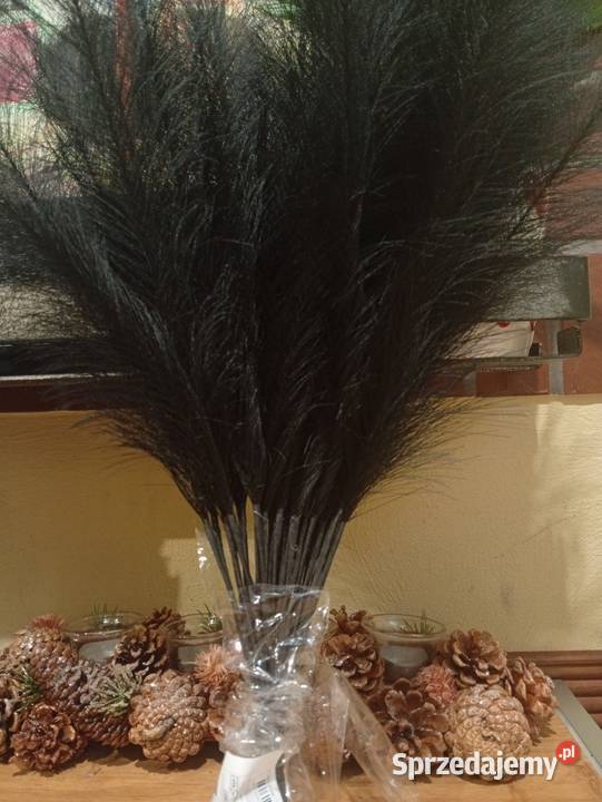 Czarna trawa pampasowa 40 sztuk Szczecinek