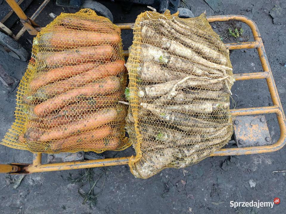 marchew pietruszka czosnek Rośliny okopowe kujawsko-pomorskie Lubraniec