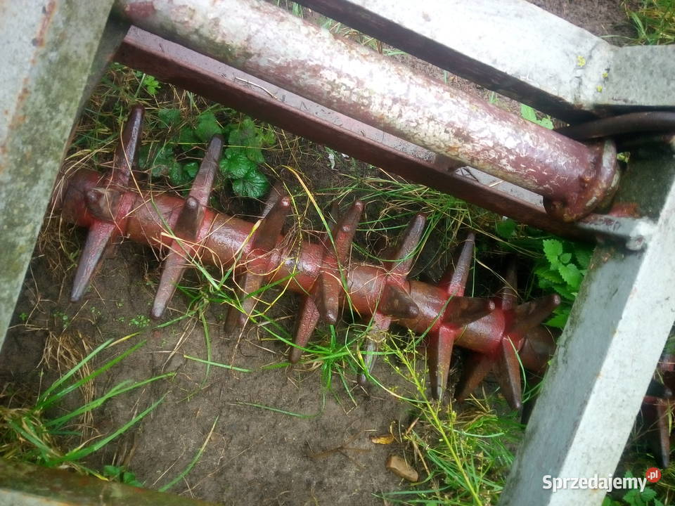 Kolczatka uprawowa Lechówek sprzedam
