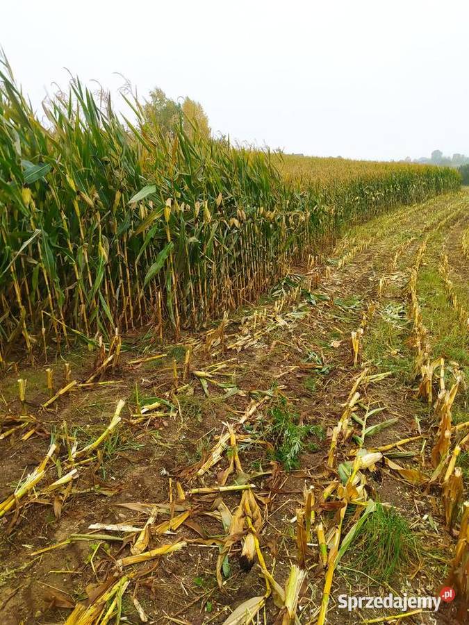 Kukurydza zbiór 2025 sprzedam