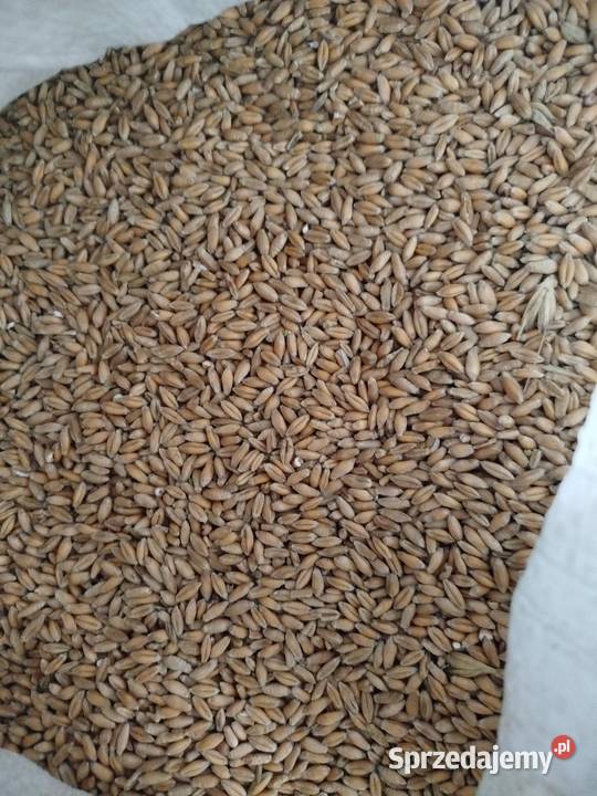 Pszenica pszenżyto Włoszczowa