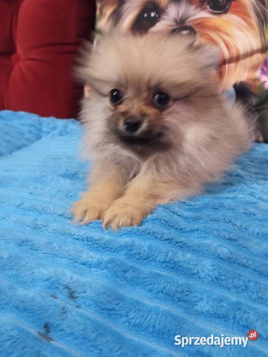 Suczka Szpic miniaturowy malusieńka Brodnica