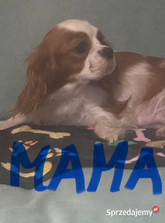 Malutkie Cavapoo szczeniaki piękne Bielany Wrocławskie