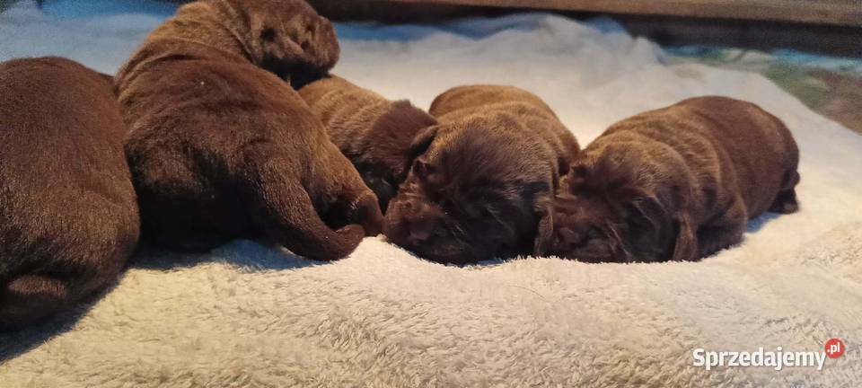 Labrador Retriever ZkwpFCI czekoladowe małopolskie Dąbrowa Tarnowska sprzedam