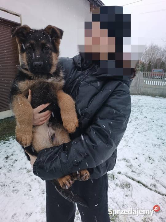 Owczarek niemiecki długowłosy Częstochowa