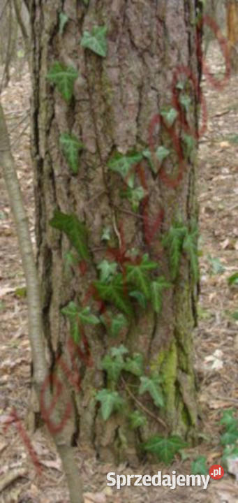 BLUSZCZ ZIMOZIELONY Hedera helix NASIONA 500