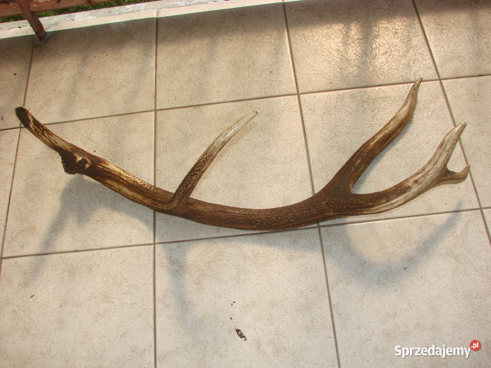 poroże jelenia pomorskie Pruszcz Gdański