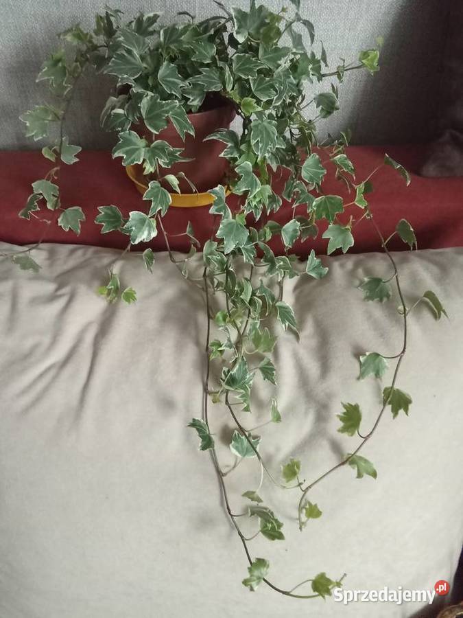 Roślina doniczkowa bluszcz Hedera Helix Łódź