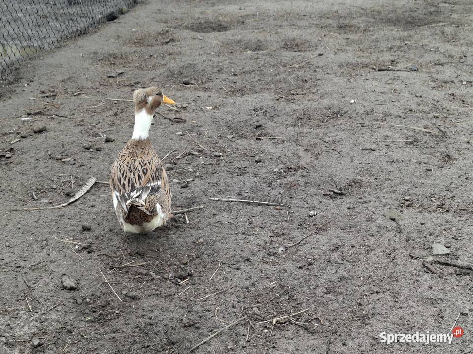 czubata kaczka Sułoszyn