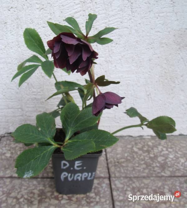 CIEMIERNIK WSCHODNI DOUBLE ELLEN PURPLE sadzonki Ustronie sprzedam