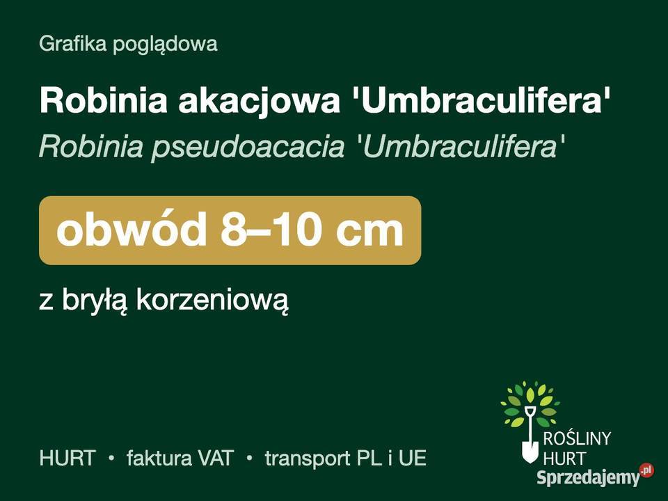 Robinia akacjowa Umbraculifera obwód 810 z bryłą Rośliny sprzedam