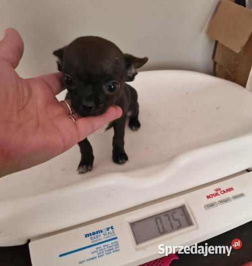 Chihuahua mini prześliczna czarna suczka Częstochowa