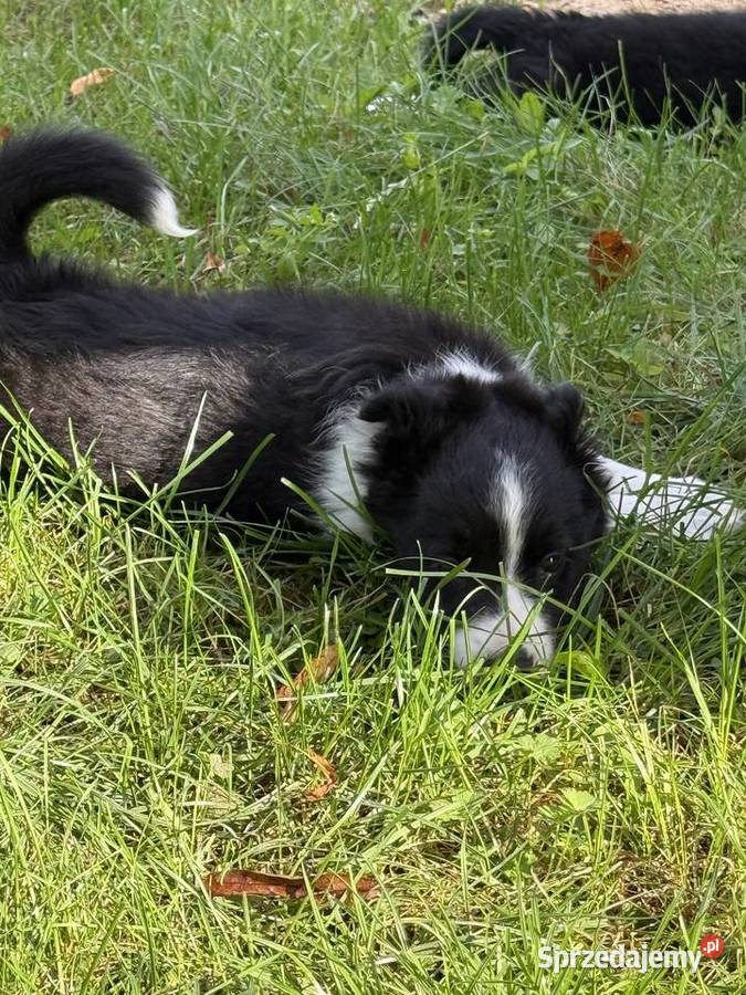 Szczenięta border collie Biała Góra sprzedam