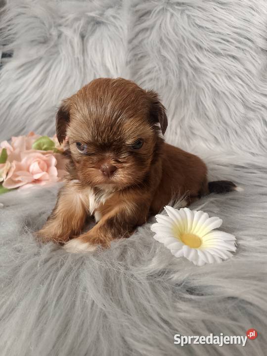 Piękna suczka rasy ShihTzu czekoladowa Shih Tzu