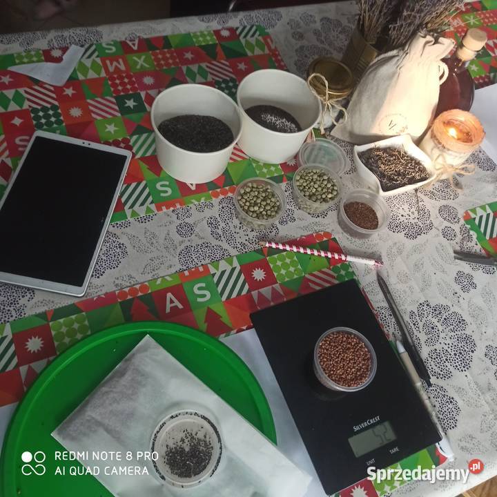 Nasiona lawendy lekarskiej lawendula Korczew