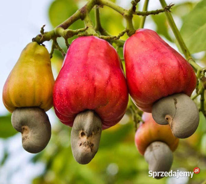 NANERCZ Anacardium occidentale NASIONA 2 sztuki Nasiona Lubanie sprzedam
