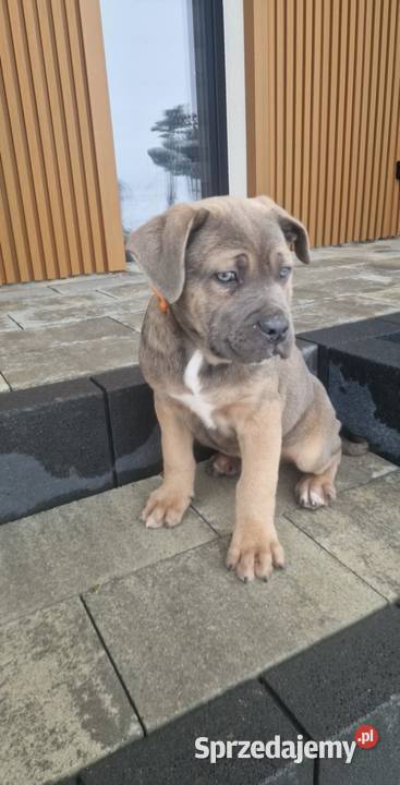 Cane Corso pieski rodowodowe płowe Bychawa sprzedam
