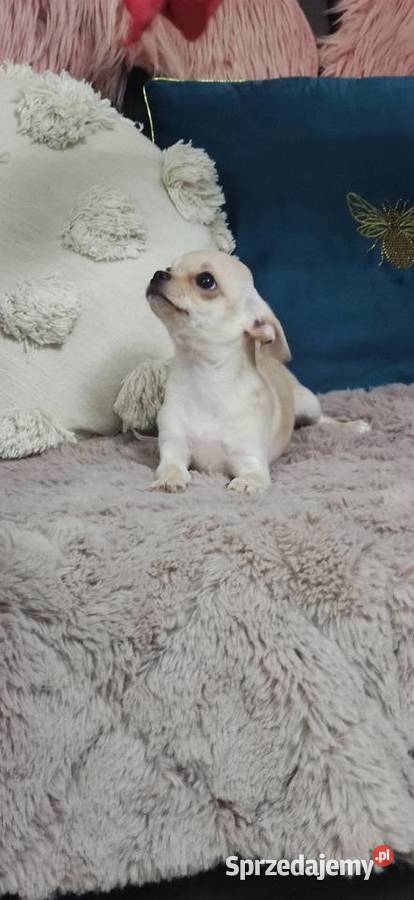 Gotowa Do Odbioru Przepiękna Dziewczynka Ciszkowo sprzedam