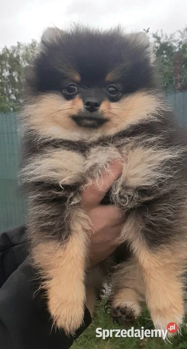 Szpic miniaturowy pomeranian sunia Pabianice