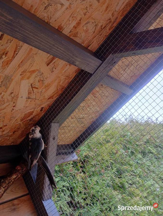 Rozele królewskie Zduńska Wola sprzedam